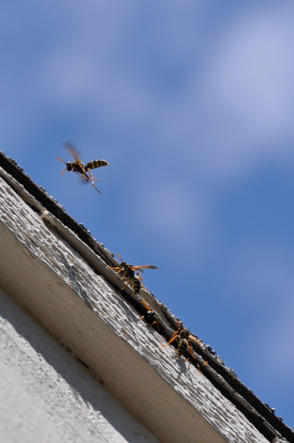 Creation of wasps: Step 4